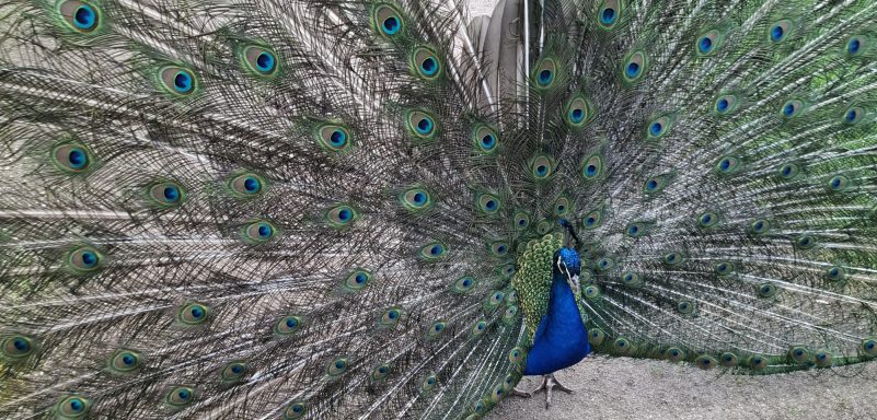 Pfau im Wörlitzer Garten